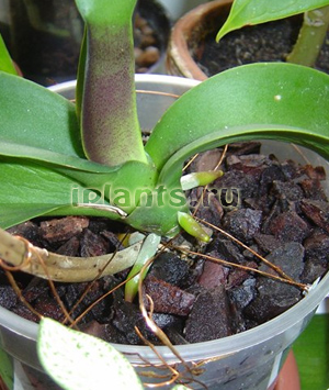 посадка фаленопсиса