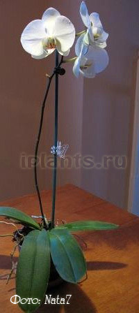 фаленопсис гибридный