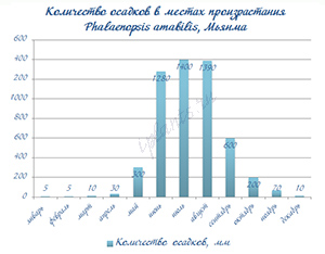 условия для фаленопсиса