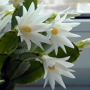 рипсалидопсис гартнера