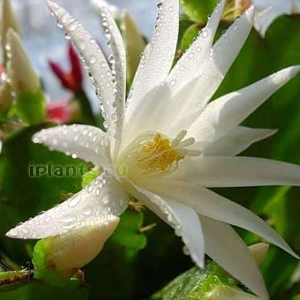 рипсалидопсис гартнера