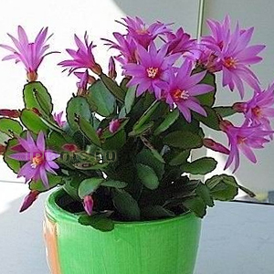 рипсалидопсис