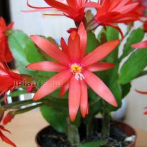 рипсалидопсис