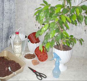 пересадка