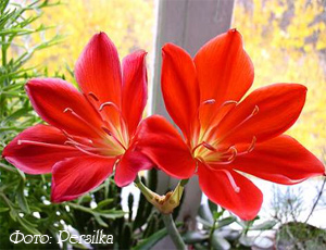 валлота прекрасная