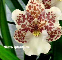 Вайлстекеара