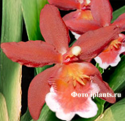 Вайлстекеара