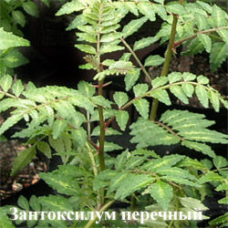 3антоксилум