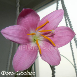 Зефирантес