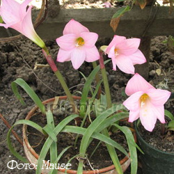 Зефирантес