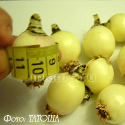 Зефирантес